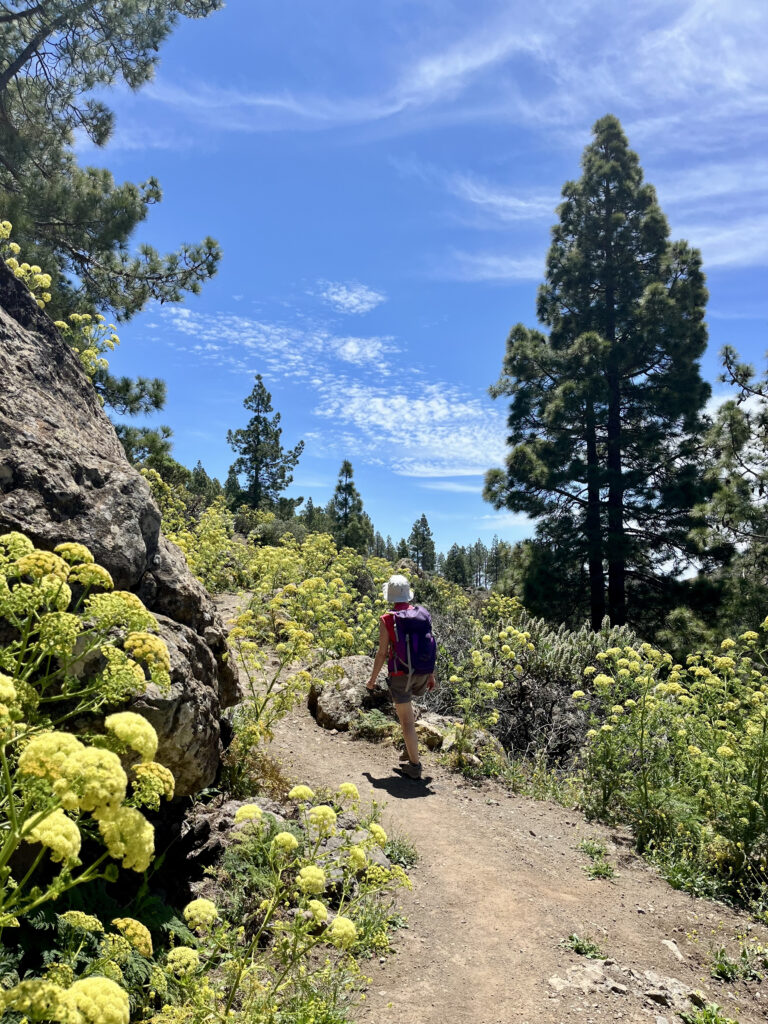 Imagen de sendero en la naturaleza con flores amarillas