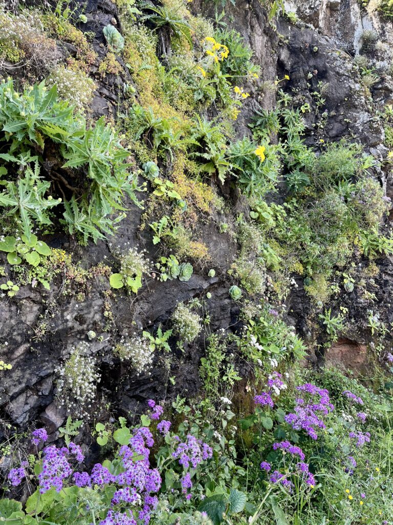 Flora de Agaete