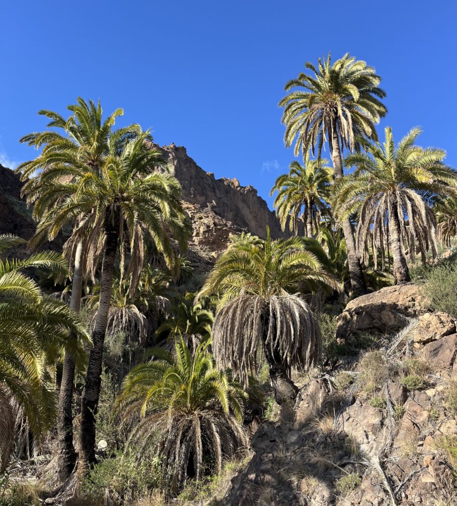 Foto de palmeral