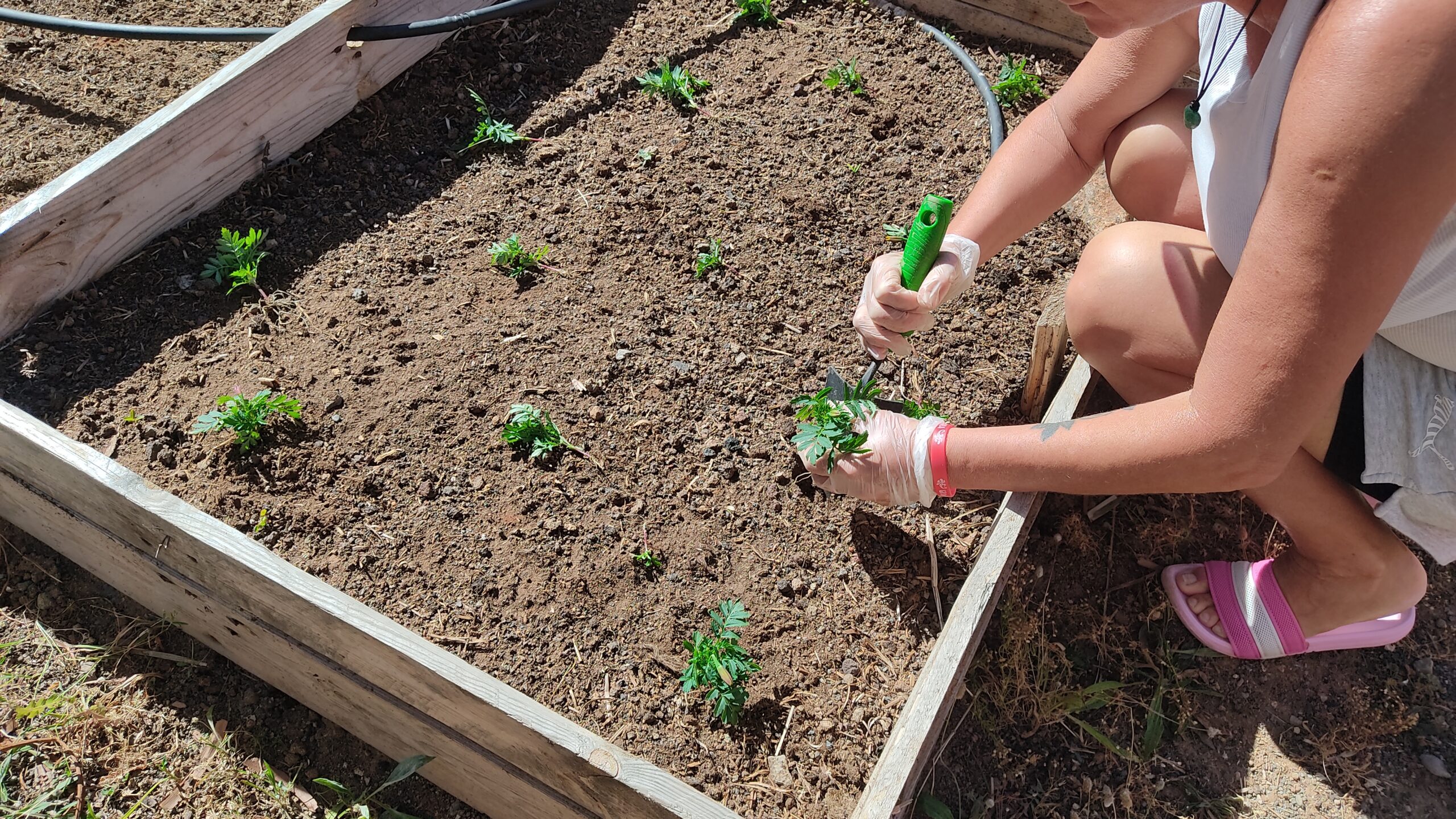 Mujer revisando planta en huerta
