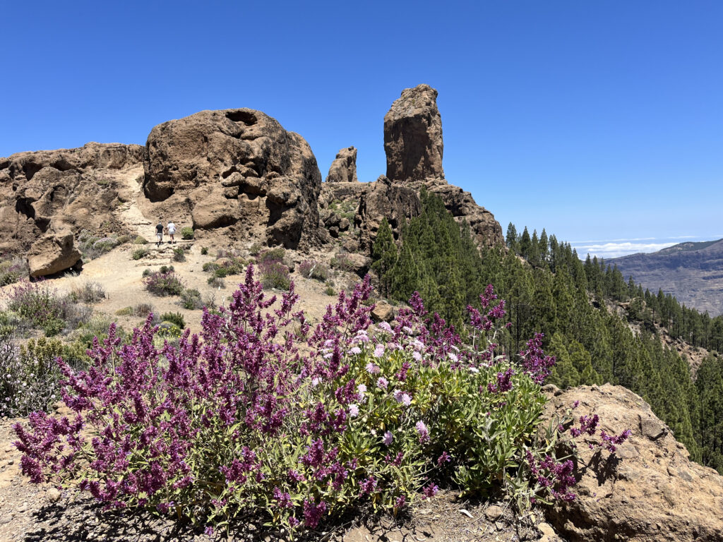 Cumbre de montaña con pinos y flores