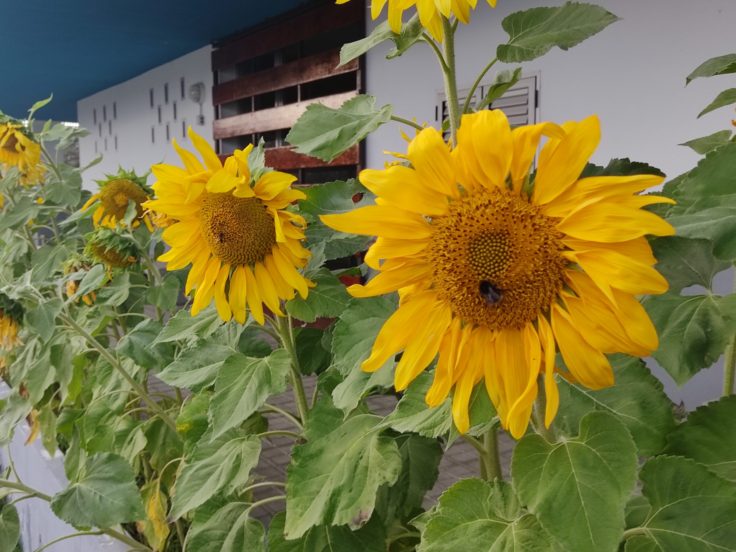 Girasoles crecidos