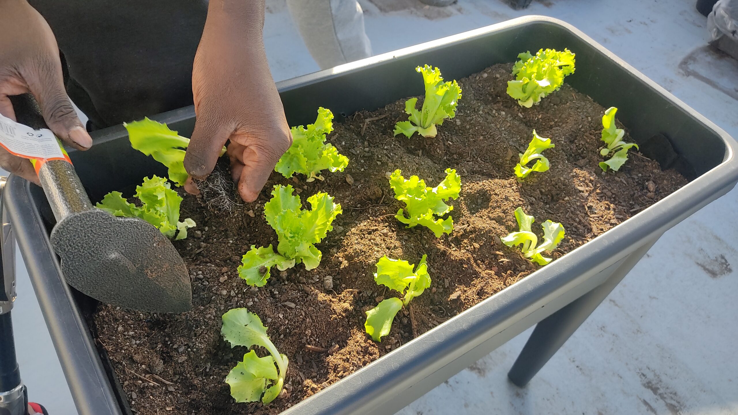 Plantando vegetales en huerta